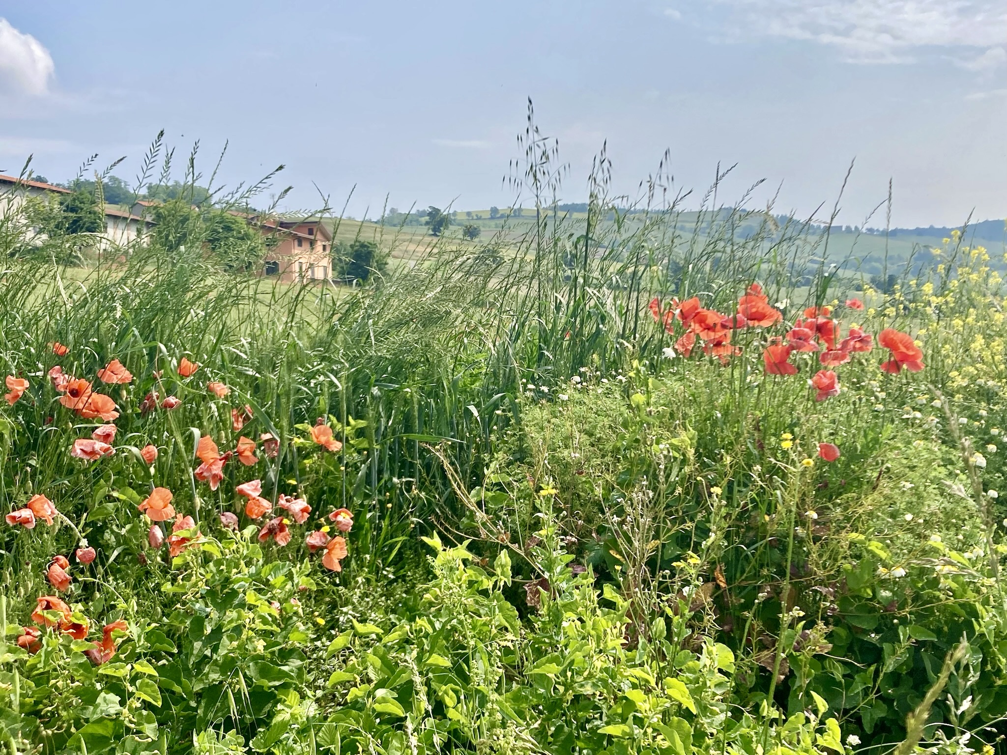 Mohnfeld in den Piacentiner Hügeln