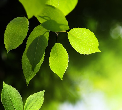 Gröna blad