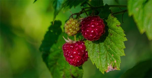 Summer Foraging With The 3 Foragers