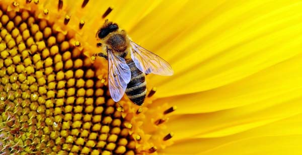 Showing of PBS Documentary My Garden of a Thousand Bees