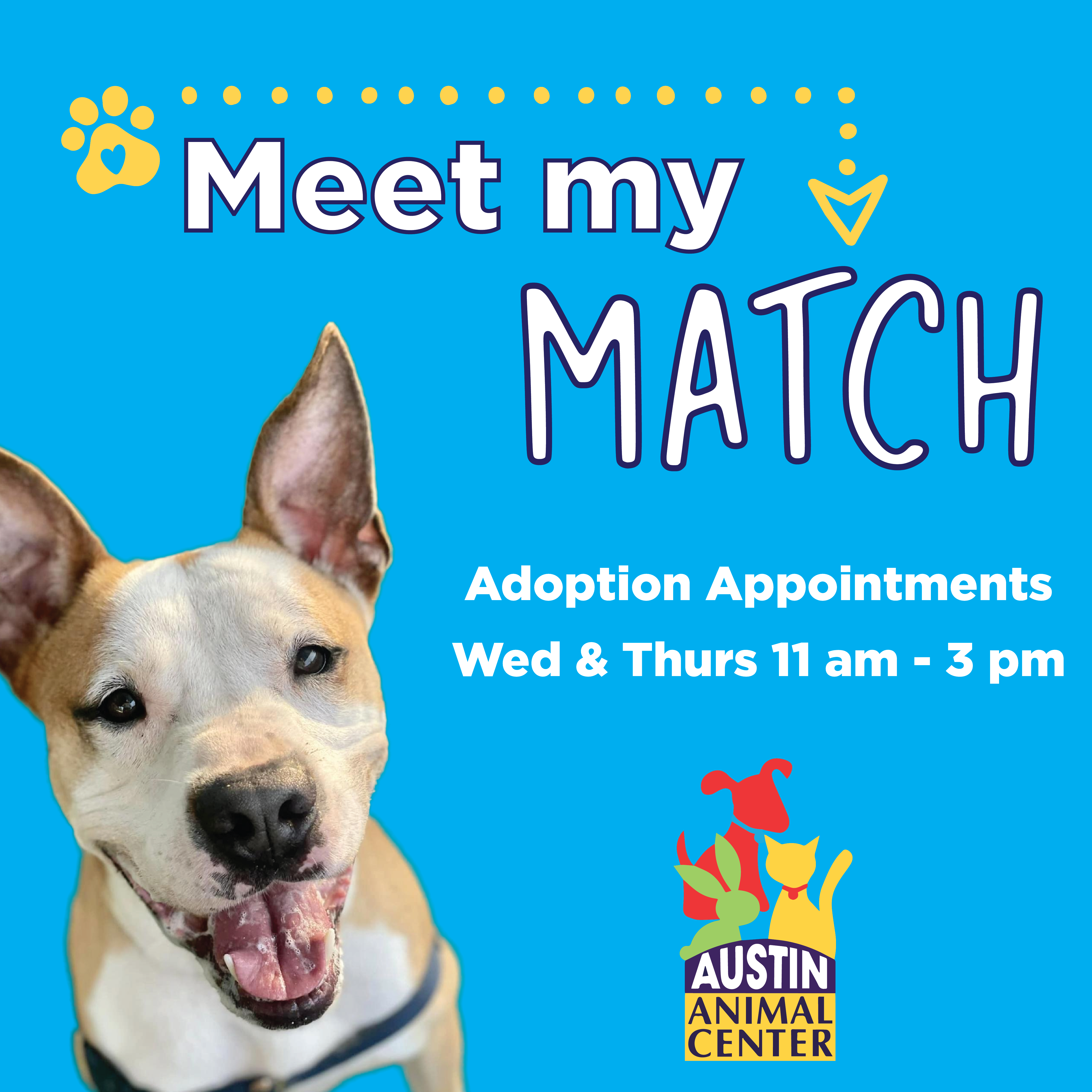 meet my match austin animal center adoption appointments wed and thurs 11-3