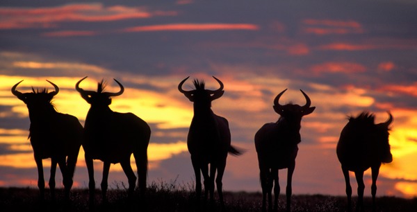 Blue Wildebeest at sunset in the rainy season | photo by Claudia du Plessis