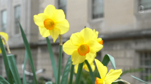 A GIF zooming in on yellow daffodils with a building in the background.
