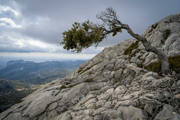 Against the Wind by Pedro Sanz