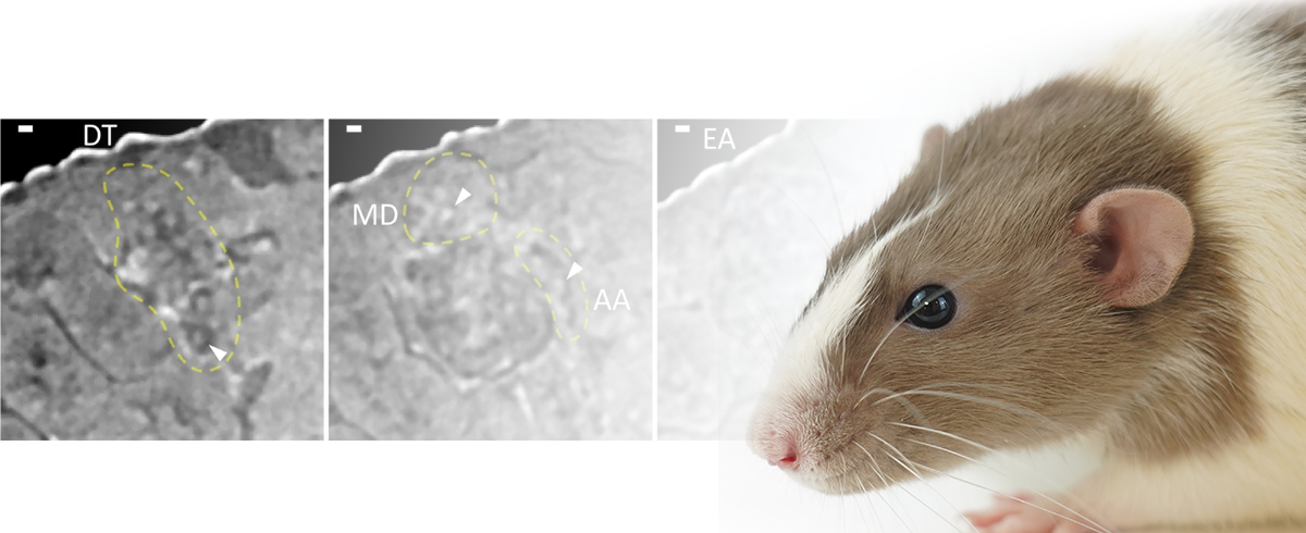 Nondestructive cellular-level 3D observation of mouse kidney using laboratory-based X-ray microscopy with paraffin-mediated contrast enhancement