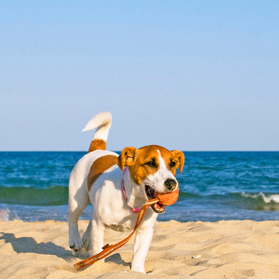 Mazarron doggy beach voted as one of the 10 best to enjoy with your pet