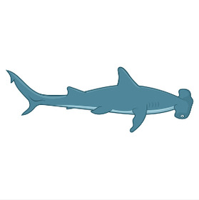 VIDEO: Massive hammerhead-shark filmed in the Canary Islands